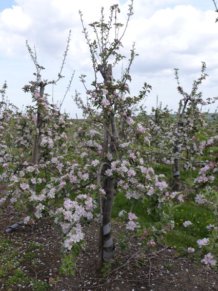Cox in full bloom at Nickle Farm
